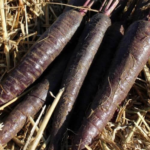 Purple Carrot Seeds – 275 Purple Sun F1 Carrot Seeds – Plant and Grow Your Own Vegetables Ideal for Greenhouse, Garden, Polytunnel, Large Pots or Containers – Packed in The UK by Meldon Seeds