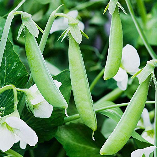Bolly Bulbs® - Garden Pea Seeds 'Meteor' (35 Seeds)