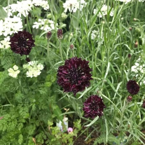 Kornblumen Samen samen blumen, balkonpflanzen kornblumensamen, Centaurea cyanus wildblumensamen, gartenpflanzen samen winterhart, pflanzensamen wildblumensamen mehrjährig winterhart 100pcs