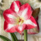 Facile da piantare e alto tasso di sopravvivenza - Amaryllis belladonna - Amaryllis pianta - Amaryllis bulbi-1bulbi