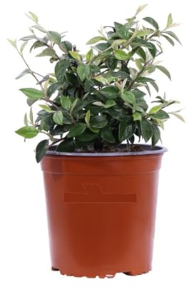 Cotoneaster (Cotognastro) 3 Piante in Vaso | Arbusto Sempreverde e Persistente | Fiori Primaverili, Bacche Rosse Invernali, Resistente, Facile Cura | Ideale per Copertura, Siepi e Bordure