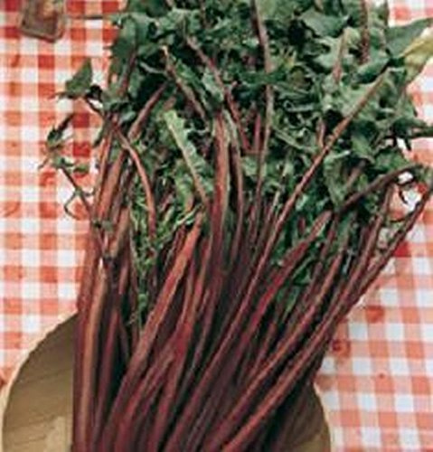 Germinazione dei semi: 300 - Semi: cicoria Seeds Catalogna Italiko Rosso - Distinctive Costole Red - Trasporto Libero Seeds ONLY