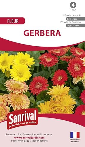 Sanrival Gerbera mélange de Fleuriste