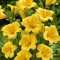 Hemerocallis Bulbos Azucenas Bulbo Azucenas Plantas Bulbos De Azucenas Planta De JardíN Resistente Y De Bajo Mantenimiento-15bulbos-E