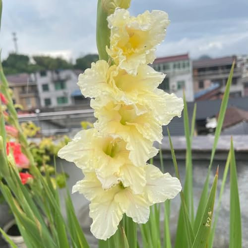 gladiolen zwiebeln winterhart mehrjährig - Gladiolus - bodendecker winterhart mehrjährig gladiolen knollen balkonblumen steingartenpflanzen winterhart blumenzwiebeln kaufen pflanzen 8pcs