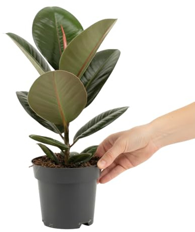 Planta Caucho Natural Ficus Elastica Robusta Maceta 14 cm DECOALIVE Planta Decorativa Natural Resistente Para Casa Y Despacho