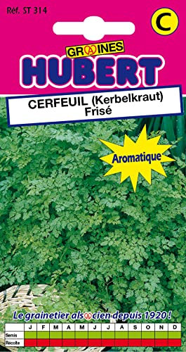 Graines de Cerfeuil (Kerbelkraut) Frisé - 4 grammes