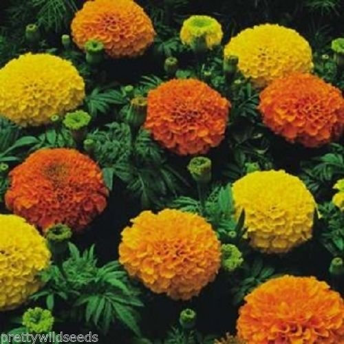 2,600 African Marigold - CRACKERJACK Mixed -Tagetes erecta 10g Fresh Seeds by Pretty Wild Seeds