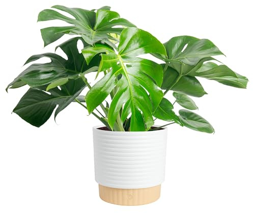 Costa Farms Monstera, Swiss Cheese Plant Live Plant in Decorative Pot, Large Indoor Houseplant, Perfect for Home, Room, or Office Decor, Great House Warming or Birthday Gift, 2-3 Feet Tall