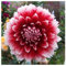 Bulbo Di Dalia,Fiori Grandi,Pianta A Bulbo,Pianta Perenne,Bulbi Di Dalia Gigante,Pianta Di Zinnia-10bulbi-A