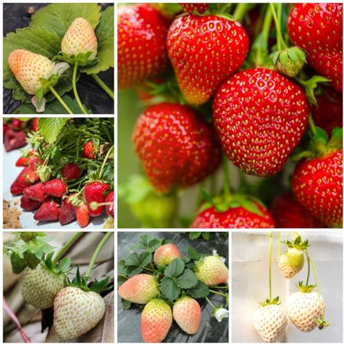 fragole semi di fragola per luoghi soleggiati di fragola biologici, esotiche resistenti sementi biologiche, sementi di antiche varietà 700pcs