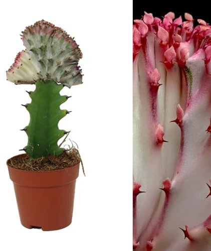Carbeth Plants - 1 x Euphorbia lactea Cristata Real Coral Cactus in 10cm Pot - Colourful Unique Large Cacti Houseplant - Tall Live Indoor Succulent Ideal for Home and Office