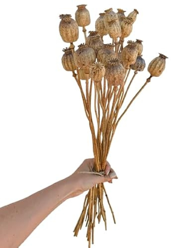 Ramo de Frutos Secos Papaver Ideal para Arreglos Florales y Decoración Artesanal