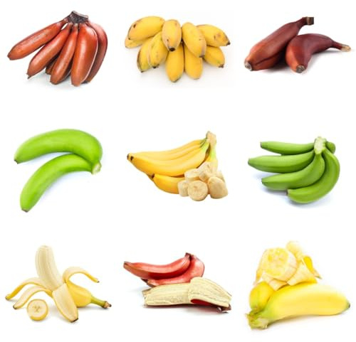 Bananenbaum - kaufen bananenpflanze balkonpflanzen frisches balkongewächshäuser winterharte für garten alte sorten outdoor säulenobst 45Samen