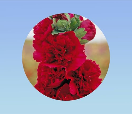 200 graines de Rose Tremiere scarlet rouge - Alcea rosea - vivace - double fleur -