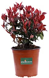 Pianta di Photinia Nana Red Robin Pianta di Fotinia Nana pianta da esterno pianta da giardino pianta ornamentale pianta vera di Fotinia venduta da eGarden.store (Vaso 16 cm)