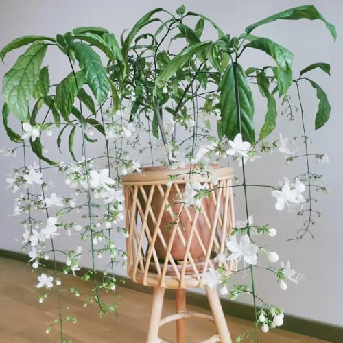 semillas resistentes de la planta de jazmín flores cortadas perennes plantas trepadoras resistentes jardín de rocas resistentes decoración de balcones semillas 200pcs