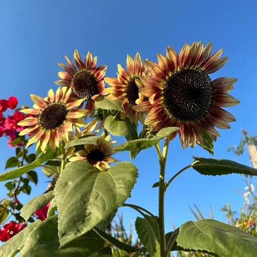 semillas de girasol perennes resistentes - camas elevadas jardín balcón rocas 400pcs