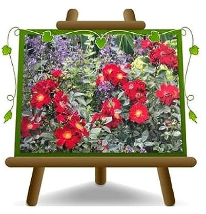 Rosai - Cubresuelo – Rose Mellifere Rot – Flor 2 – 4 cm – Maceta 19 x 19 cm 6 litros – Edad: 3 años