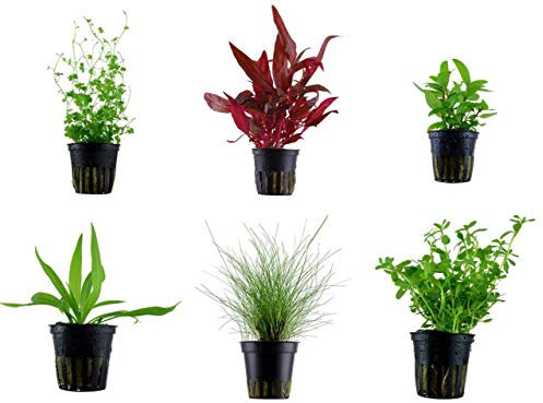 Tropica Vordergrund Set mit 6 Topf Pflanzen Aquariumpflanzenset Nr.30 Wasserpflanzen Aquarium Aquariumpflanzen
