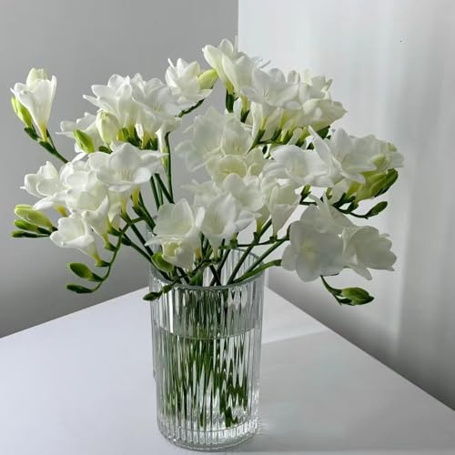 bulbos de fresia plantas de interior plantas decorativas flores de primavera bulbos plantas exóticas resistentes, jardín de plantas bulbos de flores de fresia decoración floral plantas 5pcs