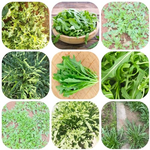semillas de rúcula - maceta de bonsái plantas en macetas resistentes hierbas jardín semillas plantas Decoración balcón invernadero hortalizas hierbas camas elevadas para jardín 300pcs