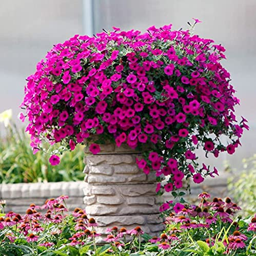 FStening 100 Pièces Pétunia Graines Vivaces Rose Fleurs Remorquantes Pour Terrasse Extérieure Jardin Plantation Floraison Toute Saison Décoration De Jardinage Attirer Les Papillons Abeilles