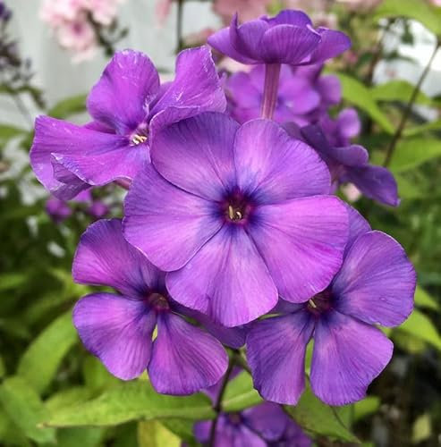 Hohe Flammenblume Blue Paradise - Phlox Paniculata