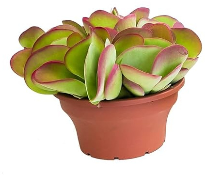 DECOALIVE Kalanchoe Thyrsiflora PREMIUM Planta Suculenta Interior y Exterior