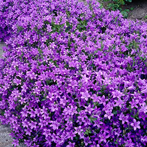 Sternglockenblume (Campanula portenschlagiana) - 3 Stück