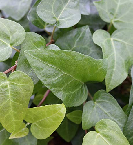 10x Efeu Mein Herz 10-15cm - Hedera helix - lebende Gartenpflanze aus den Baumschulen