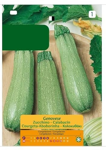 Semillas Calabacín Genovés Fáciles de Germinar para Cultivar Calabacines Italianos en Casa