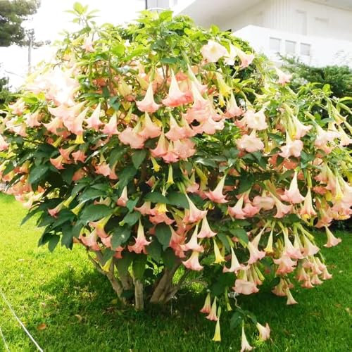 engelstrompete pflanze samen、 blumensamen mehrjährig winterhart samen anzucht、pflanzen winterhart draußen geschenke für gartenliebhaber、bienenfreundlich deko garten、schnell wachsender 100pcs