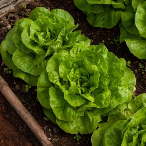Lettuce 'Brighton' Winter Butterhead Seeds - Cold Hardy, Downy Mildew Resistant - Compact Variety for Winter Gardening - 1 Packet (150 Seeds) by Thompson & Morgan