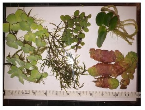 Ultimate Floating Plants Pack! 27 * Great Aquarium Plants from 5 Tough Species!