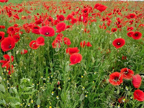 Papaver Poppy Red Corn (10,000 Seeds/1.2g) | Vibrant Field-Style Flowers for Your Garden