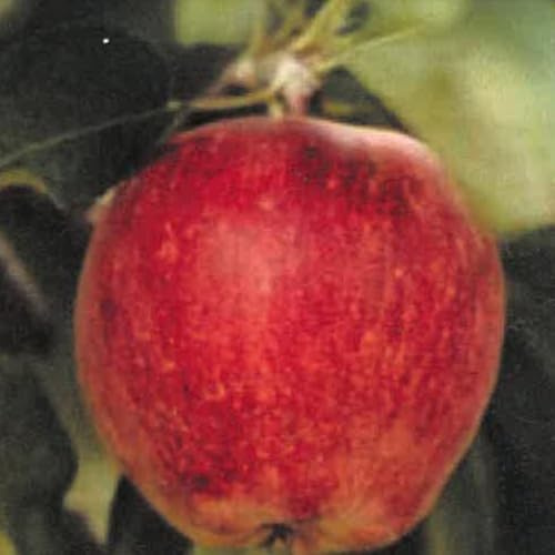 PIANTA DA FRUTTO MELO NANO in vaso 20/24 (foto reali)