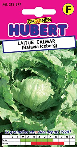 Graines de Laitue Batavia Iceberg Calmar - 1 gramme