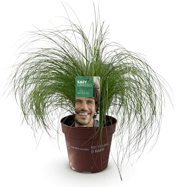 Prydnadsgräs - Stipa tenuifolia Pony Tails - Grön - 2 Växter - Vintergröna - Låg skötsel - 40-50cm - Ø17cm - Trädgårdsväxt