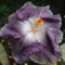 20 Rare Lila weiße Hibiskus-Samen Riesen Teller-Blumen-Garten Exotische