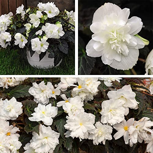 Begonia Non Stop Joy Mocca White Garden Plant Half-Hardy Perennial Flowering Garden Plants Easy to Grow Your Own 30x Garden Ready Plants by Thompson and Morgan