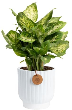 Costa Farms Dieffenbachia, Dumb Cane Live Plant in Decorative Pot, Easy to Maintain Indoor Houseplant, Perfect for Home, Room, or Office Decor, Great House Warming or Birthday Gift, 12-18 Inches Tall