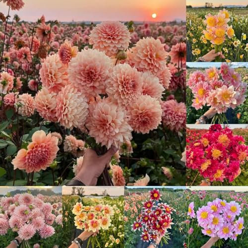 1 pcs dahlien knollen kaufen - dahlien zwiebeln - bodendecker winterhart mehrjährig, schnittblumen Dahlia Dahlie zwiebel frühlingsblumen gartenpflanzen garten blumen winterhart winterharte