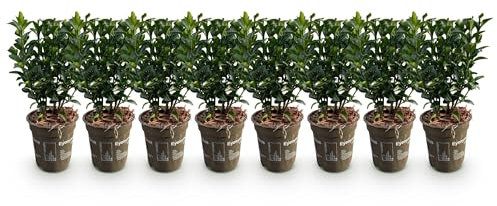 GreenboutiQ - Plantes de haie - Euonymus japonica Green Spire - feuillage vert - 8 plantes - 1 mètre linéaire - persistant - pot 9cm hauteur 20-25cm