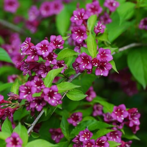 Semillas resistentes de weigela - silvestres exóticas orgánicas perennes jardín rocas interior exterior 50pcs