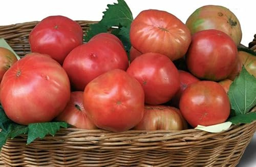 Semi Pomodori Varietà Sorrento, 150 Semi da Orto per Insalate, sementi Coltivazione Orto Vaso Balcone