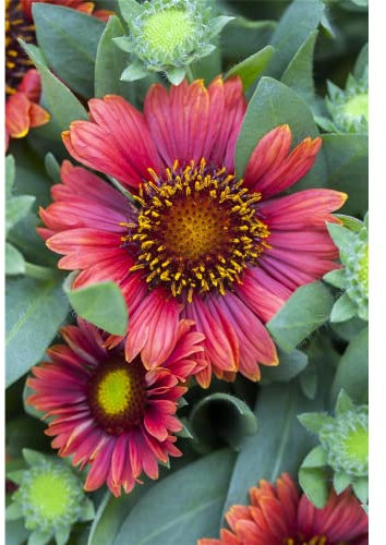 Blumen Eber - Großblumige Korkardenblume, rot, im Topf 13 cm, winterhart - 13 cm