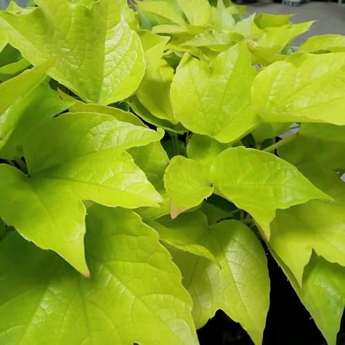 200 Pcs Wilder Wein Pflanze Winterhart Samen - Exotische Pflanzen Winterhart Creeper Jungfernrebe Samen, Winterharte Pflanzen Für Garten Hängepflanzen, Zaun Deko Vines Winterharte