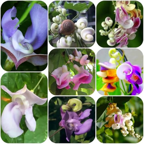 semillas de frijol caracol, enredadera de caracol, jardín de rocas resistentes frijol caracol para balcones, decoracion, 100pcs