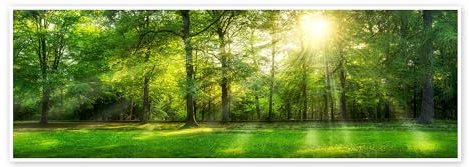 Forest panorama in summer Poster